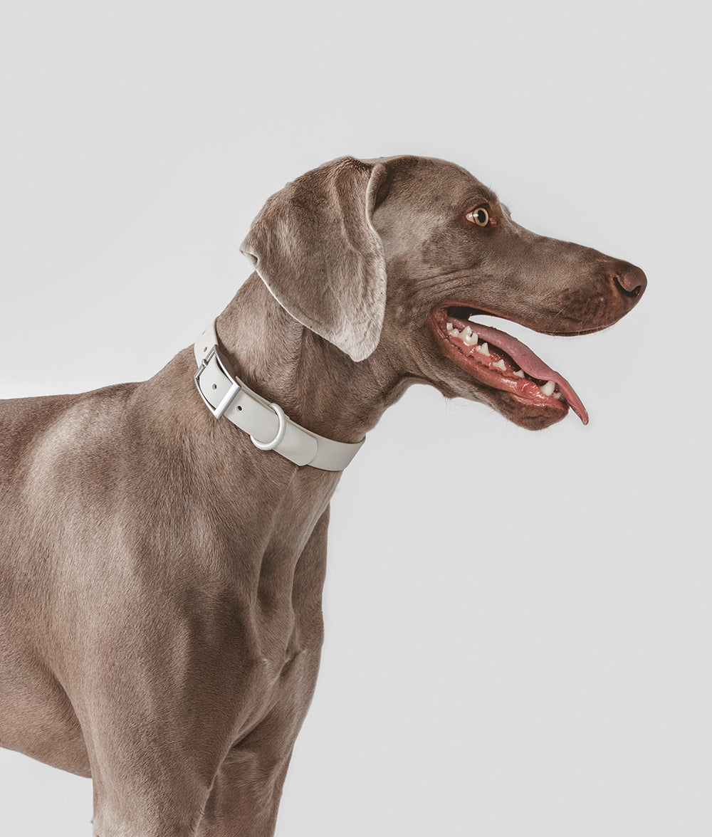 cafide-walk-gala-hundehalsband-beige-s-verstellbar image 5