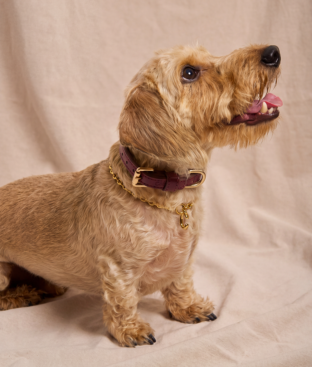cafide-sira-hundehalsband-gold-m-buchstabe-b-deko image 6