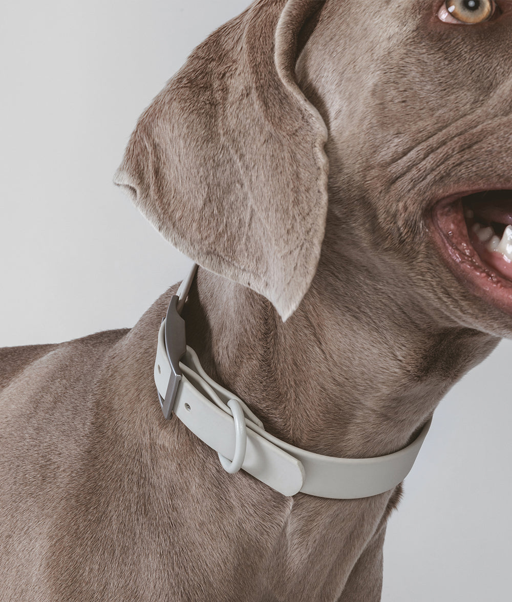 cafide-walk-gala-hundehalsband-beige-s-verstellbar image 2