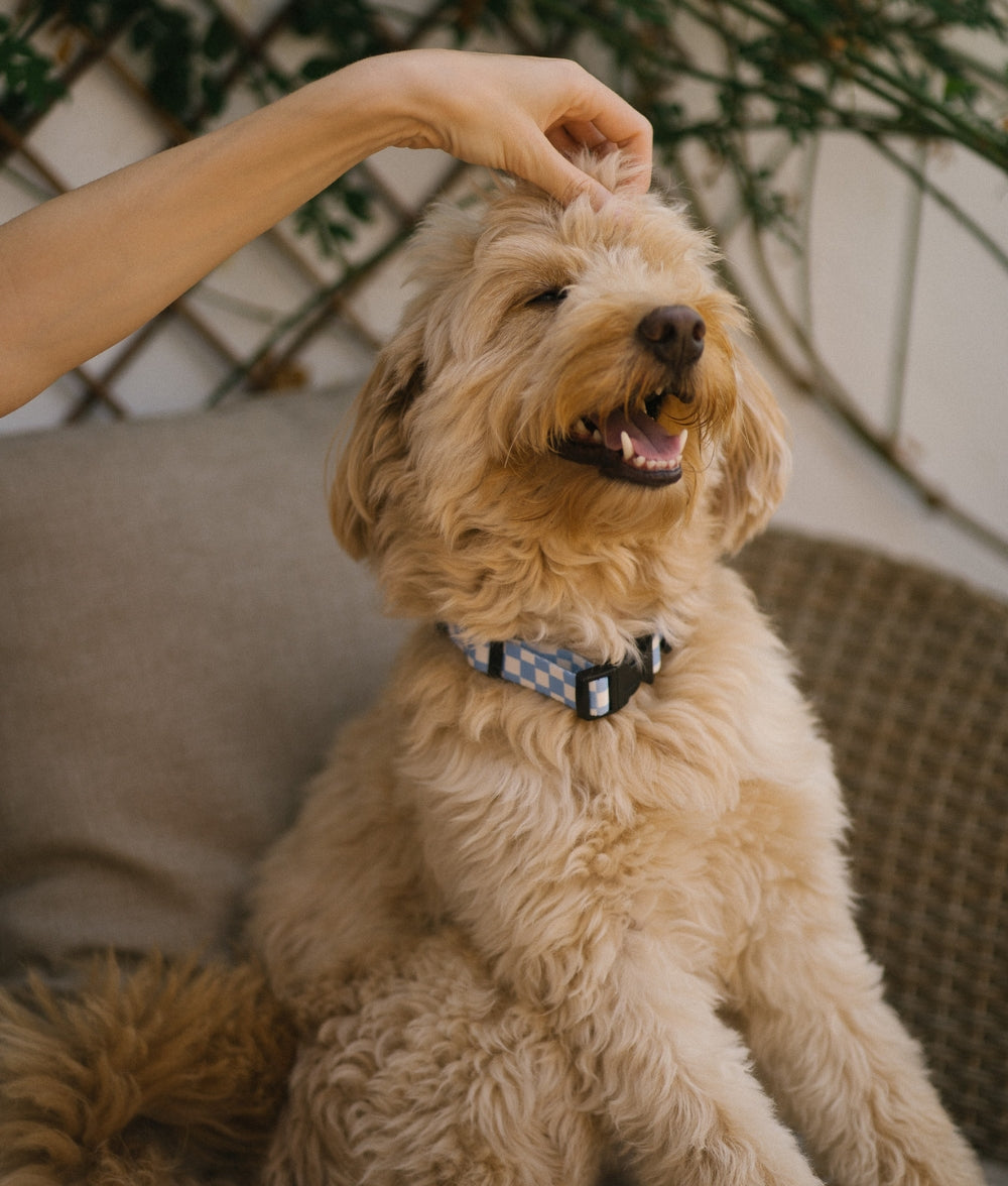 cafide-pets-walk-juno-hundehalsband-vichy-blau-gr-m image 7