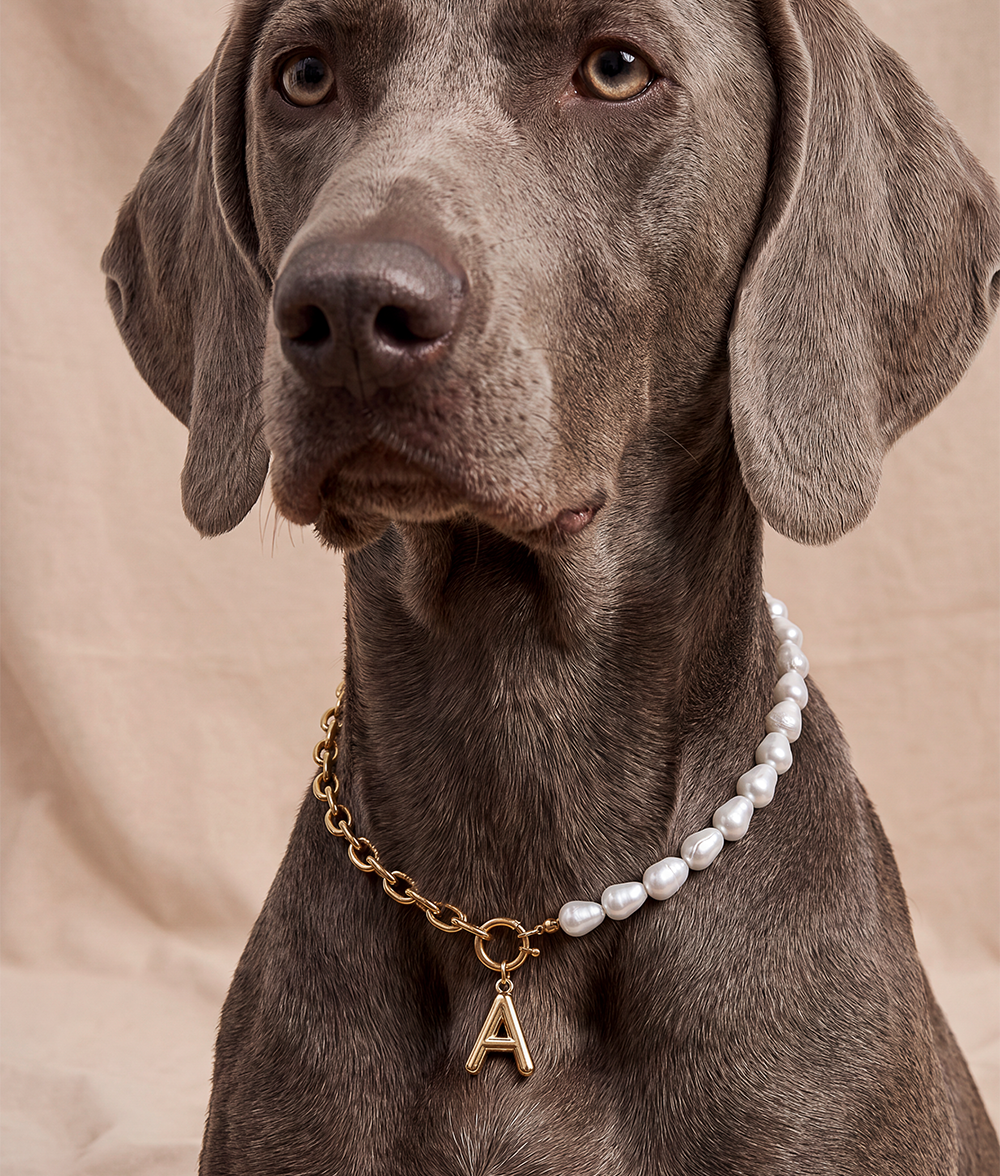 cafide-pets-jewelry-sira-hundehalsband-gold-perlen-buchstabe image 5