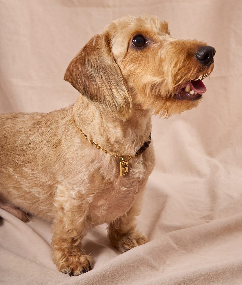 cafide-sira-hundehalsband-gold-holz-buchstabe-gr-e-m-deko image 2