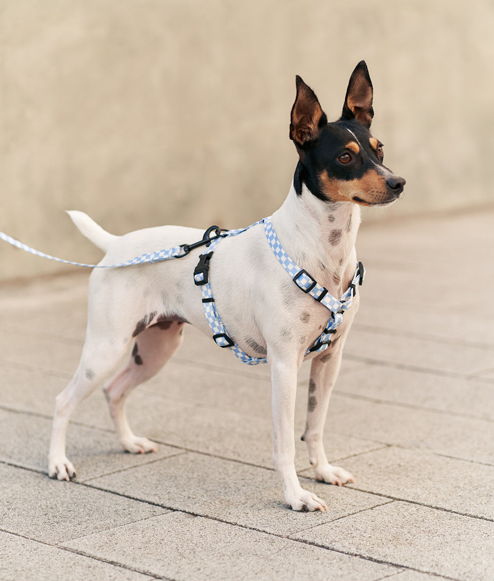 cafide-pets-walk-juno-hundegeschirr-blau-vichy-recycelt image 5