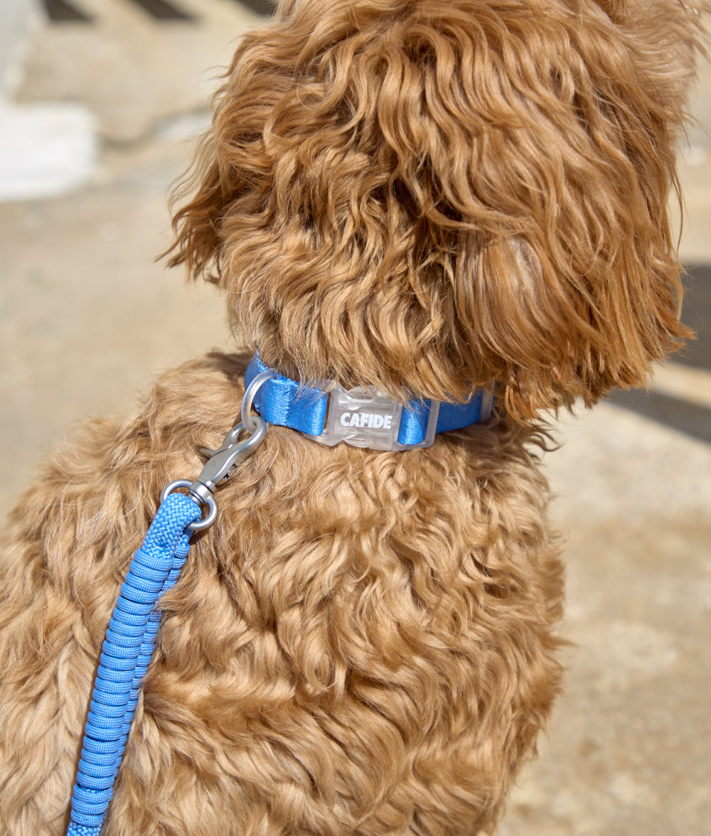 cafide-ona-hundehalsband-blau-m-verstellbar-leicht image 2