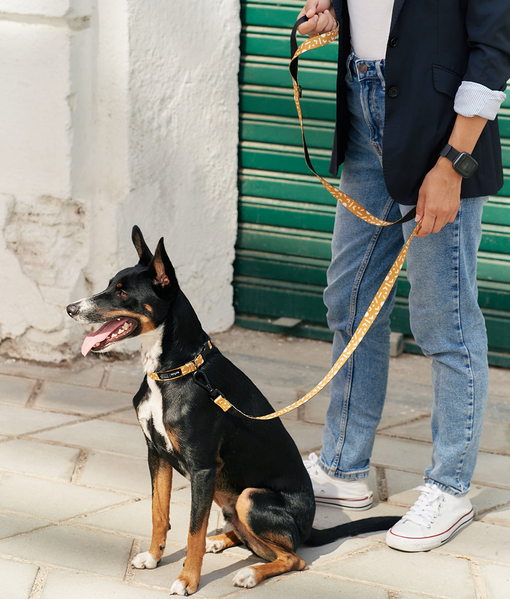 cafide-pets-juno-hundeleine-1-2m-memphis-senfgelb-pet image 2