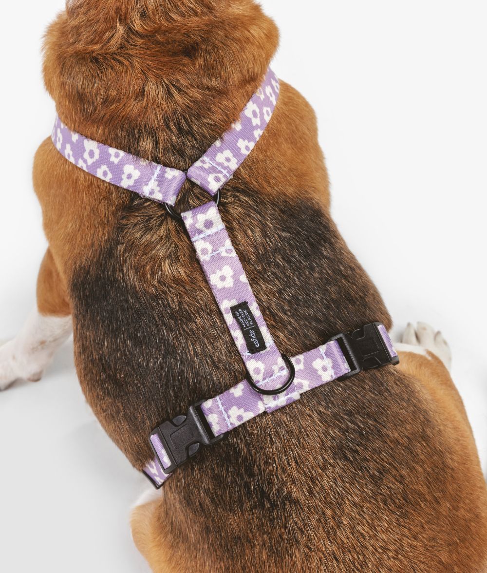 cafide-pets-walk-juno-hundegeschirr-violett-recycelt image 2