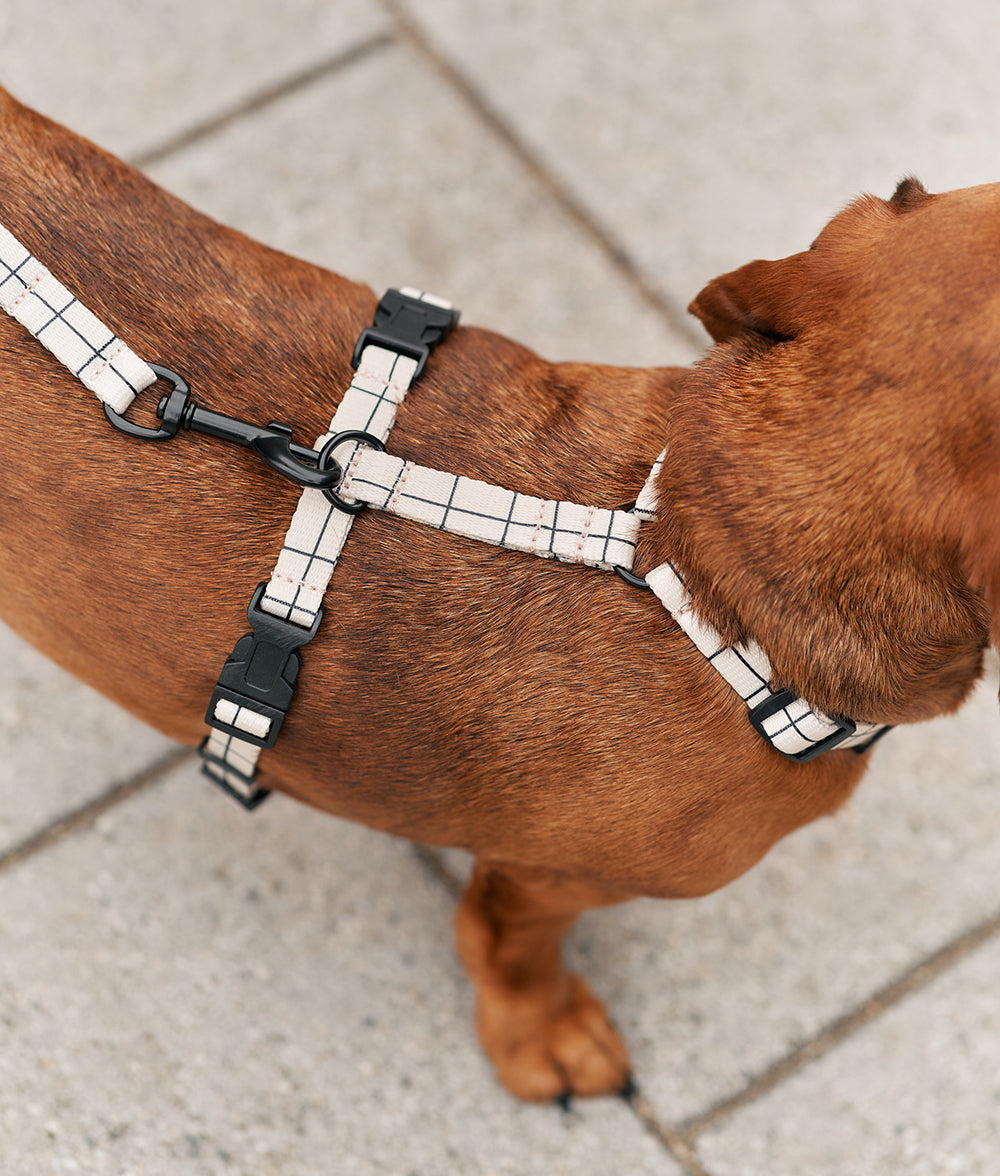 cafide-pets-walk-juno-hundegeschirr-beige-m-recycelt image 4