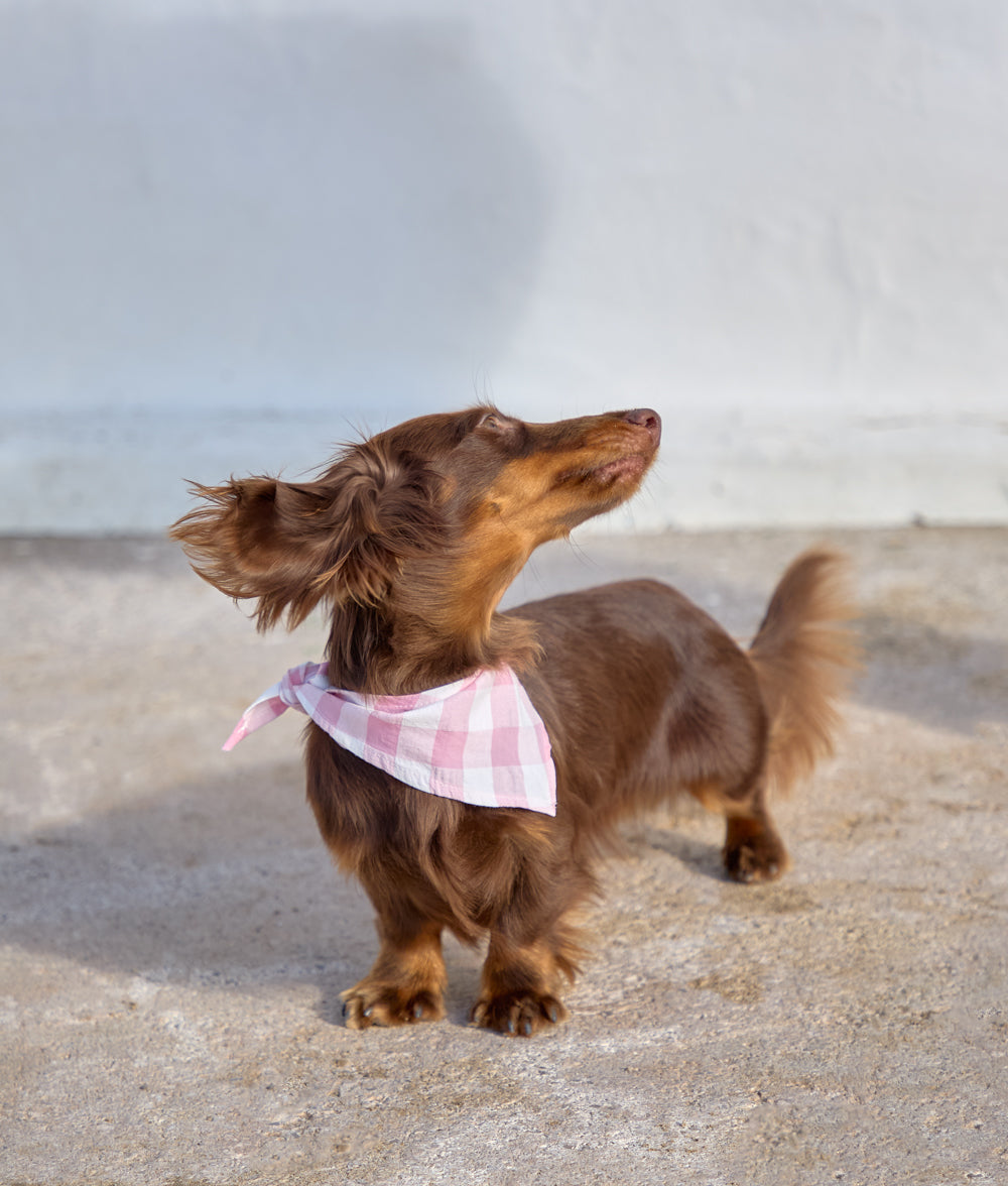 cafide-pets-accessories-nata-hundehalstuch-vichy-rosa-baumwolle image 3