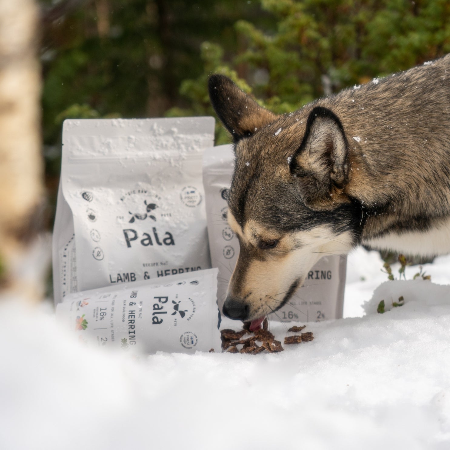 pala-recipe-7-lamm-hering-trockenfutter-1-kg-proteinreich image 6