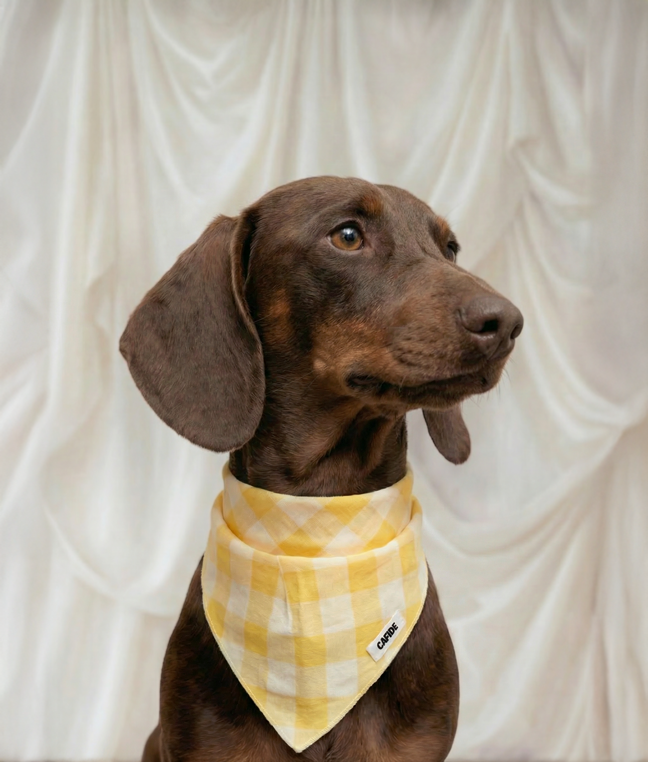 cafide-pets-nata-hundehalstuch-gelb-vichy-baumwolle image 2