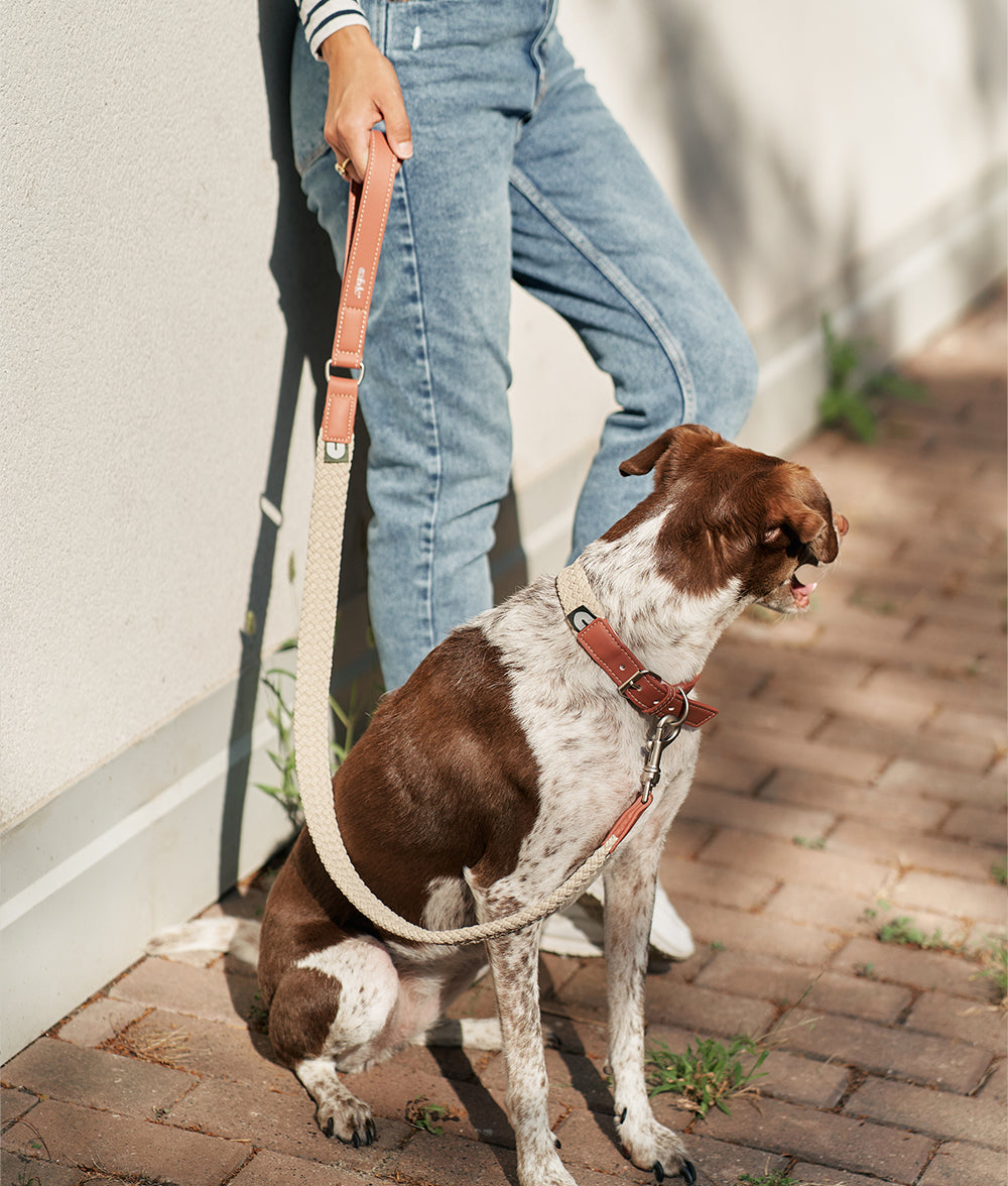cafide-pets-corda-halsband-vegan-braun-xs-verstellbar image 3