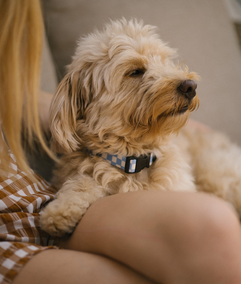 cafide-pets-walk-juno-hundehalsband-vichy-blau-gr-m image 8