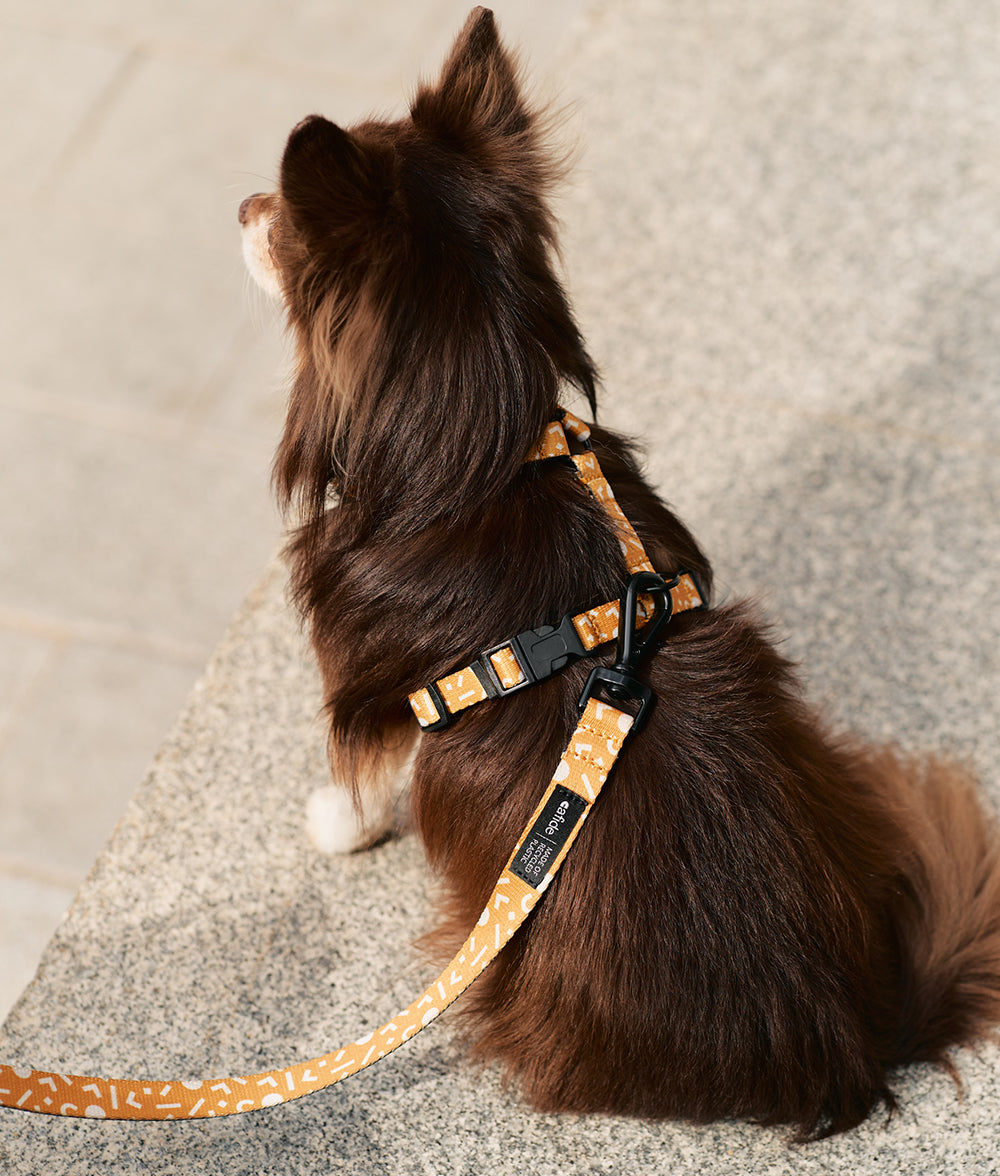 cafide-pets-walk-juno-hundegeschirr-memphis-senf-aus-recycling-pet image 4