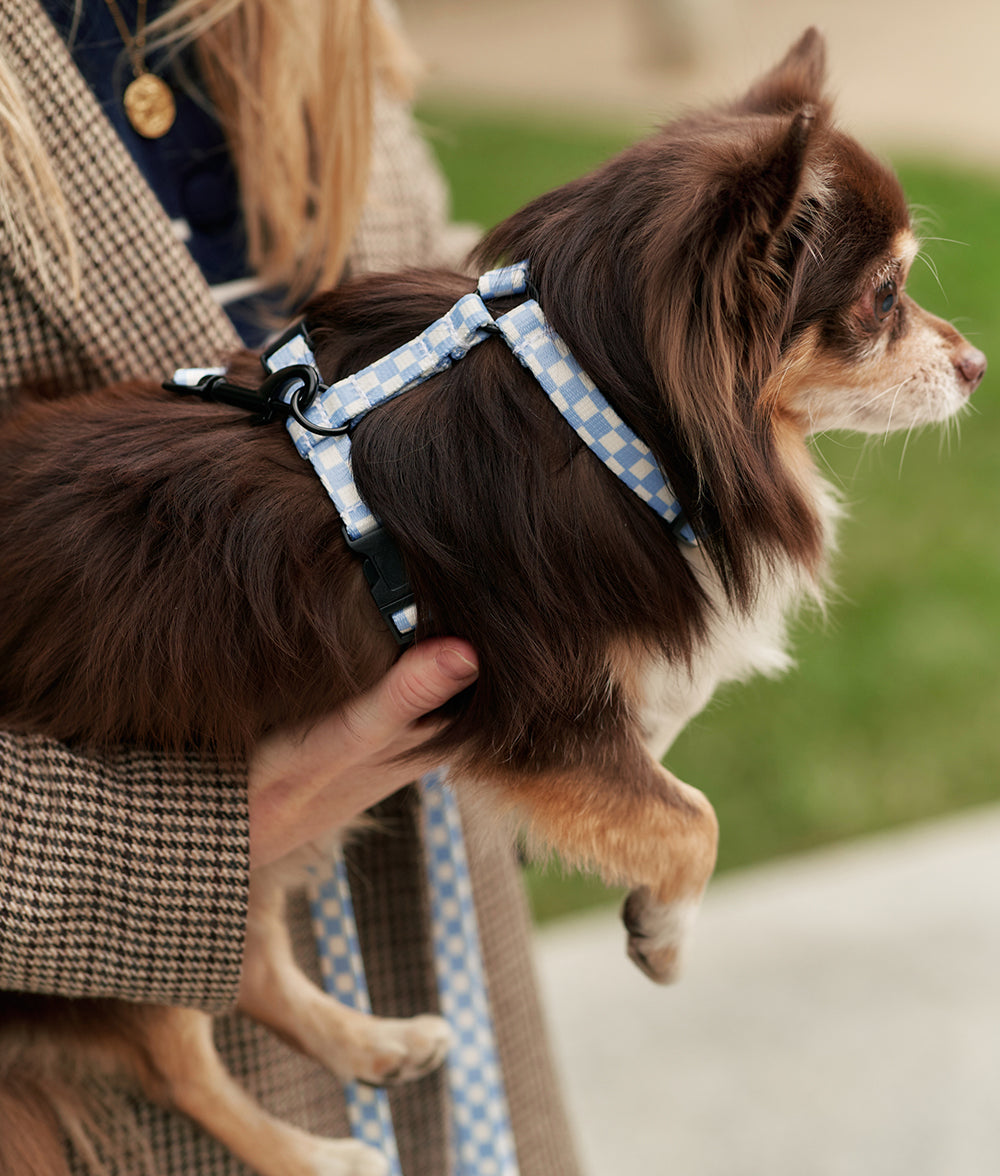 cafide-pets-walk-juno-hundegeschirr-blau-vichy-recycelt image 2