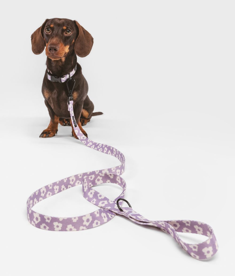 cafide-walk-juno-hundehalsband-violett-verstellbar image 3