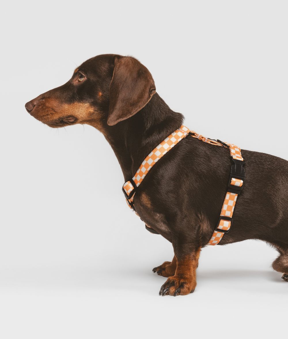 cafide-pets-walk-juno-hundegeschirr-pfirsich-orange-aus-recycling-pet image 3