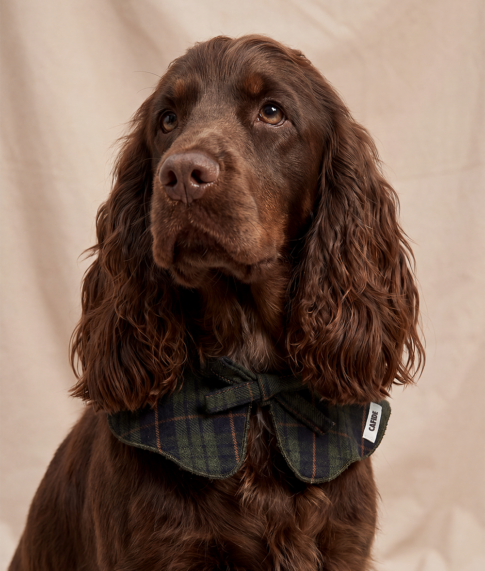 cafide-pets-walk-lola-hundehalstuch-tartan-gr-n-baumwolle image 2