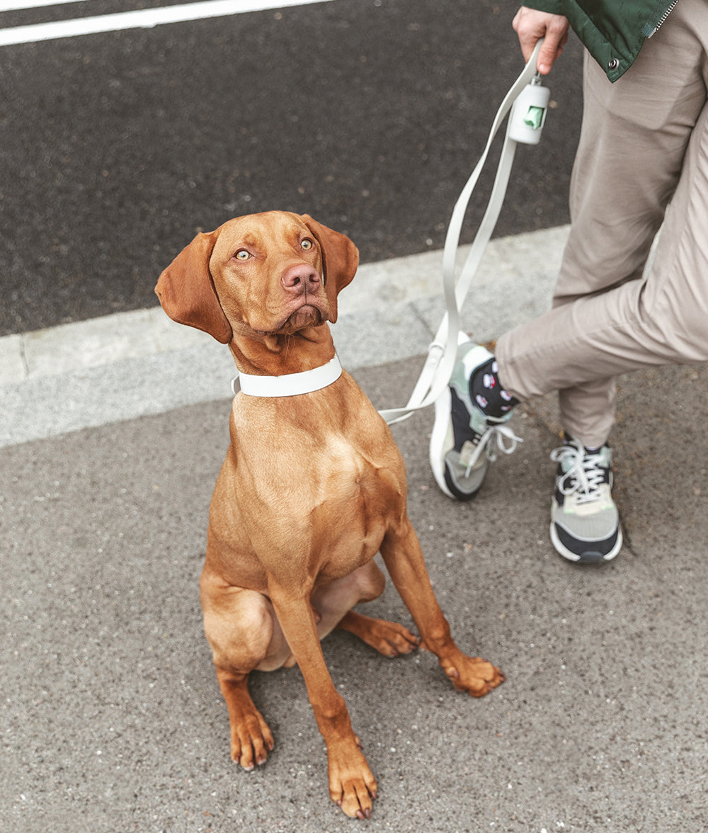 cafide-walk-gala-hundehalsband-beige-s-verstellbar image 3