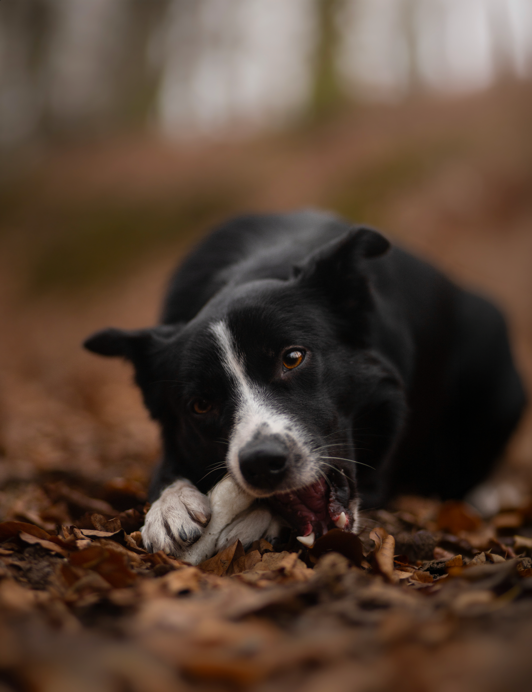 pala-rabbit-feet-kaninchenpfoten-kauartikel-hund-100-g image 4