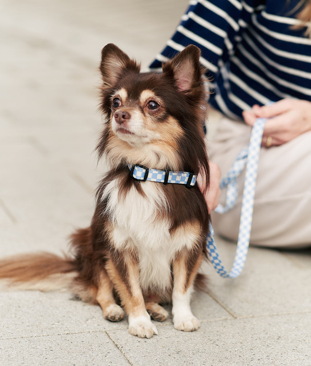 cafide-pets-walk-juno-hundehalsband-vichy-blau-gr-m image 2