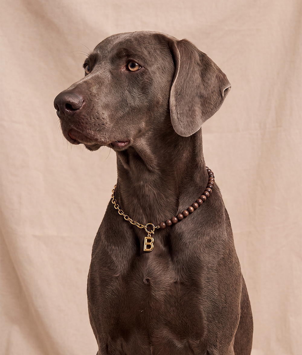 cafide-sira-hundehalsband-gold-holz-buchstabe-gr-e-m-deko image 3