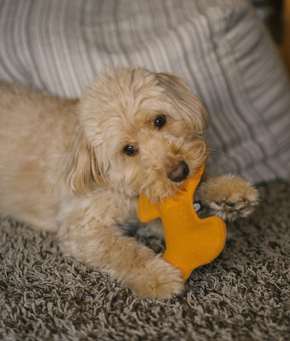 cafide-play-mustard-hundespielzeug-senf-knochen-recycling-mittelfest image 3