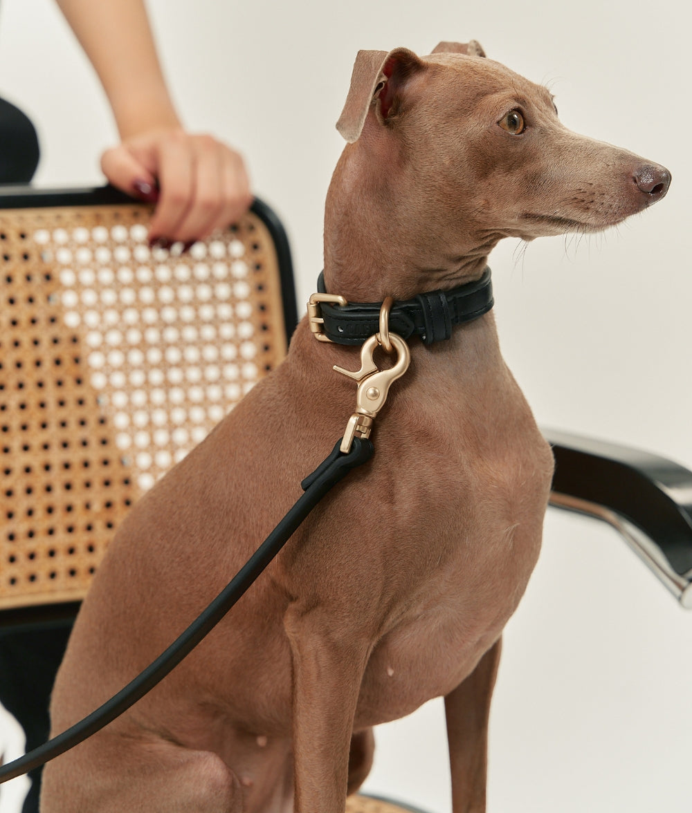 cafide-walk-jala-halsband-hund-schwarz-veganes-leder-gr-s image 2