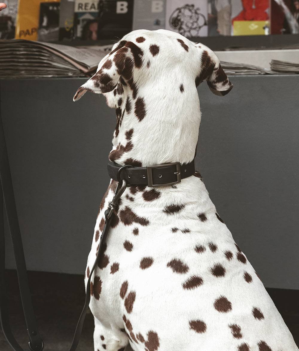 cafide-walk-gala-hundehalsband-schwarz-m-verstellbar image 2