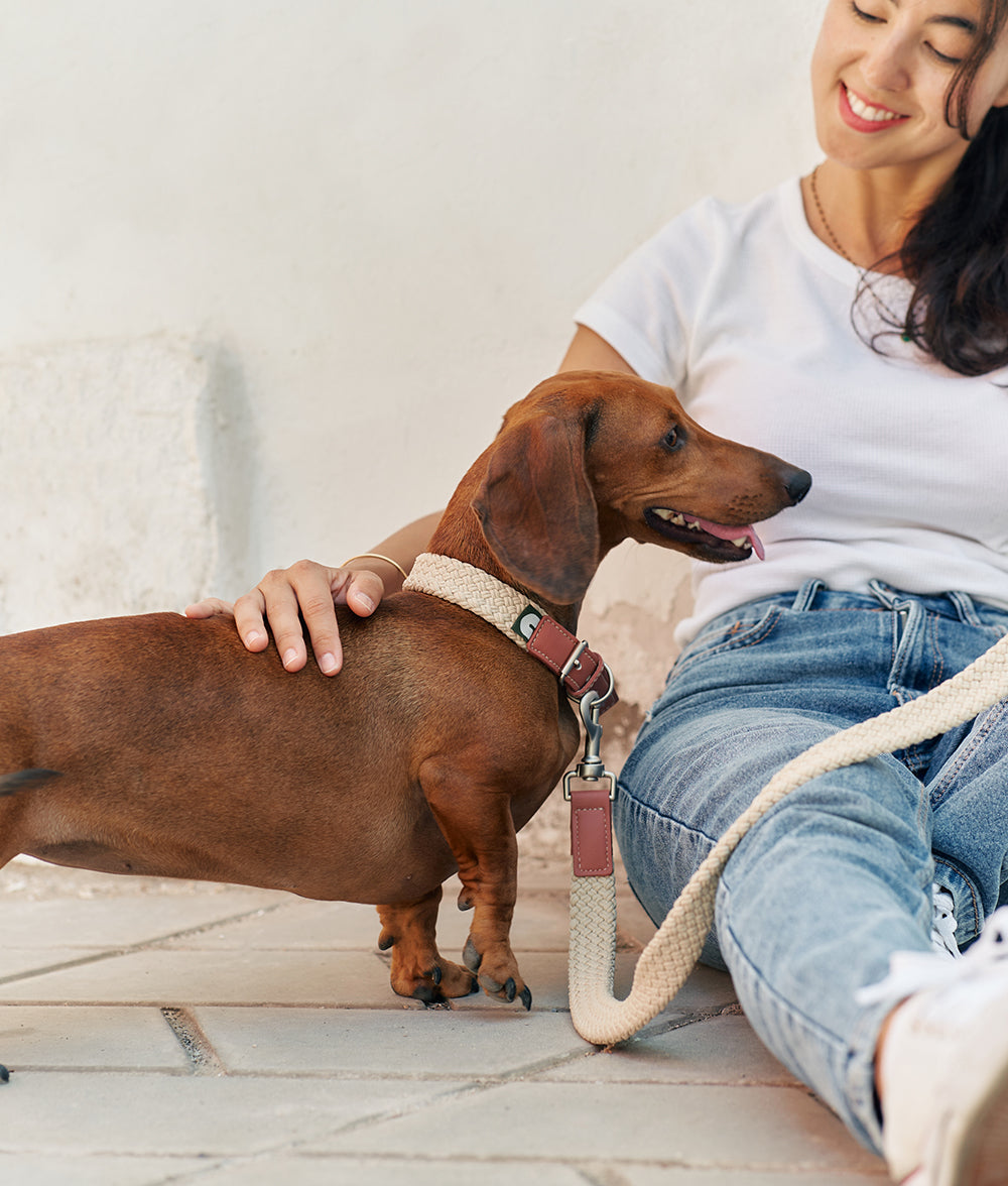 cafide-pets-corda-halsband-vegan-braun-xs-verstellbar image 5