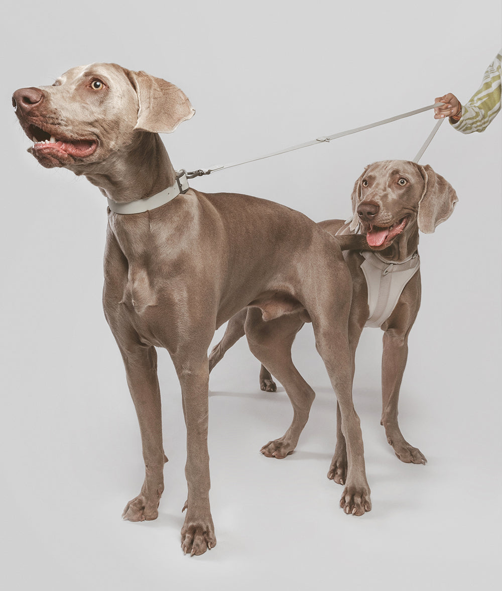 cafide-walk-gala-hundehalsband-beige-s-verstellbar image 6