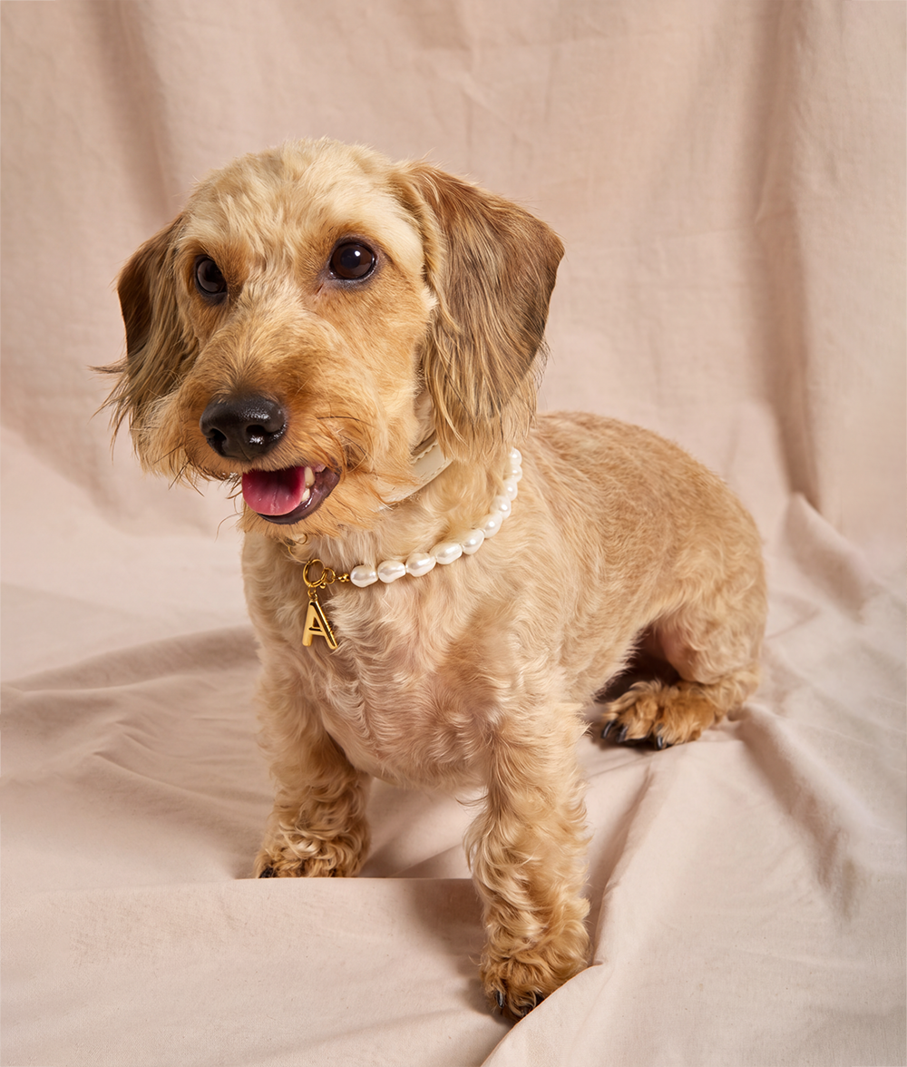 cafide-pets-jewelry-sira-hundehalsband-gold-perlen-buchstabe image 3