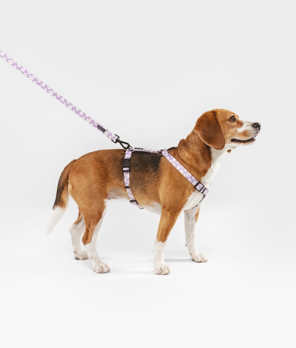 cafide-pets-walk-juno-hundegeschirr-violett-recycelt image 3