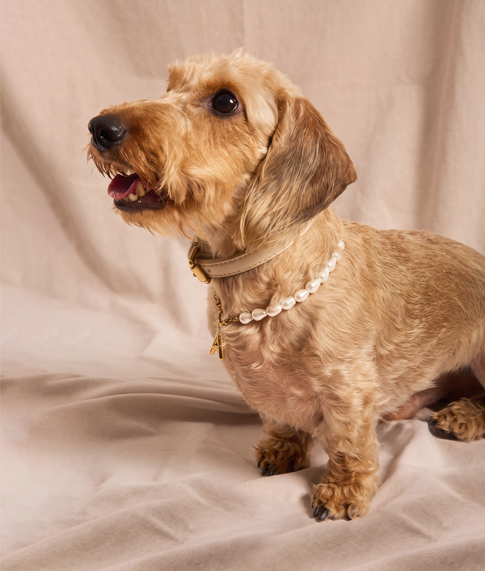 cafide-pets-jewelry-sira-hundehalsband-gold-perlen-buchstabe image 6