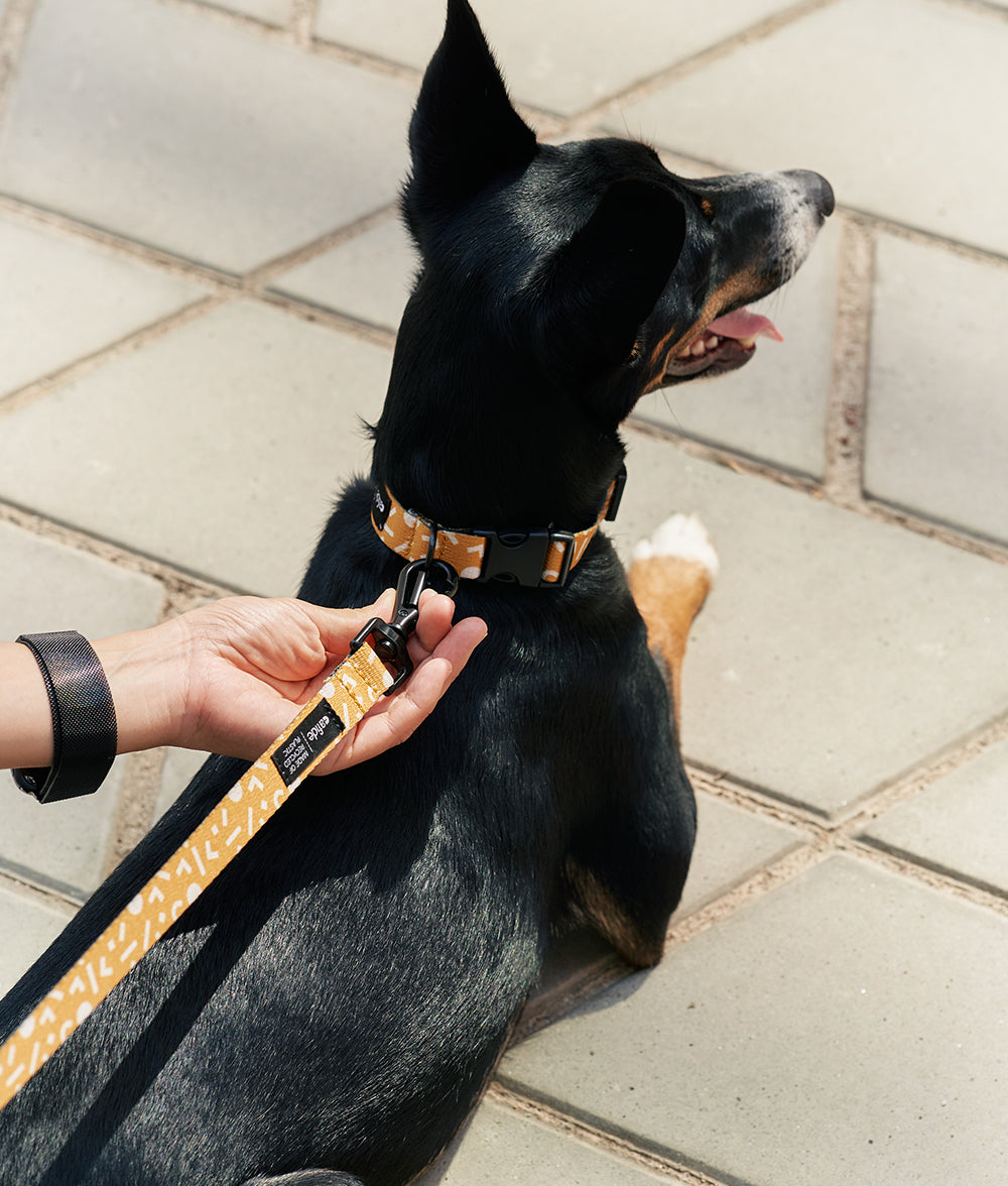 cafide-pets-juno-hundeleine-1-2m-memphis-senfgelb-pet image 4