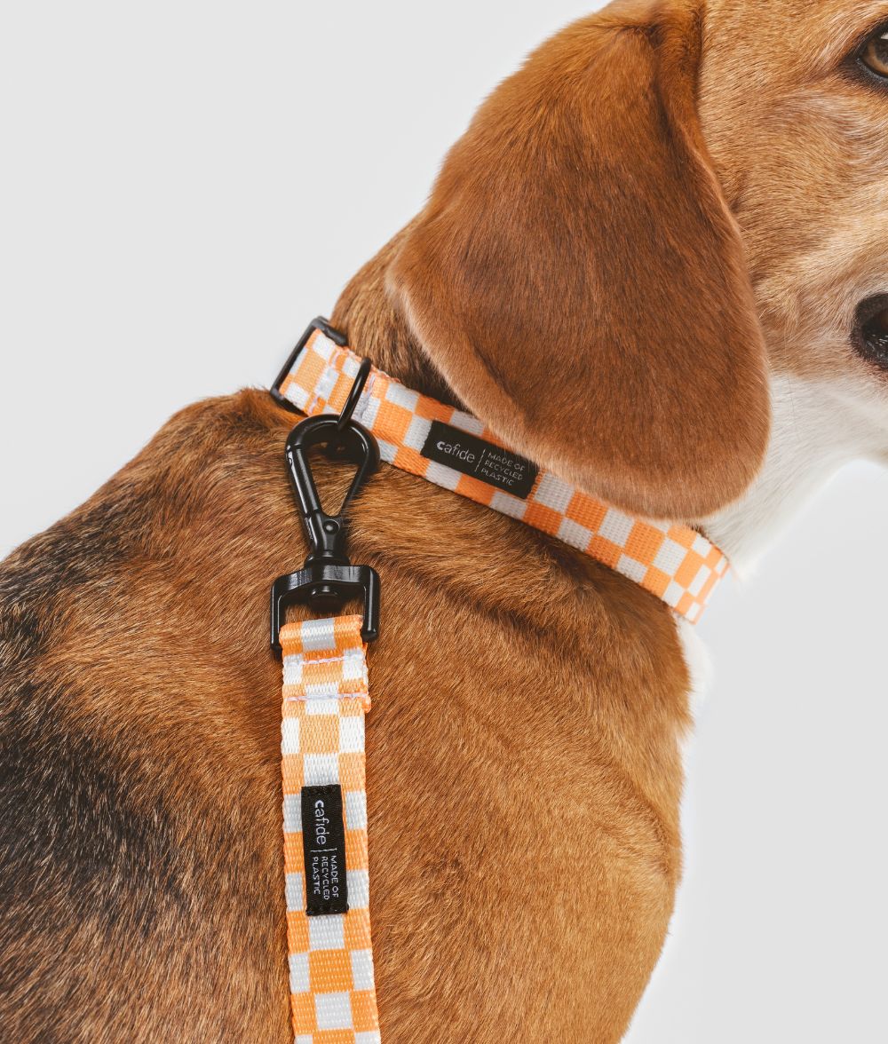 cafide-walk-juno-hundeleine-1-2m-pet-orange-pfirsich image 3