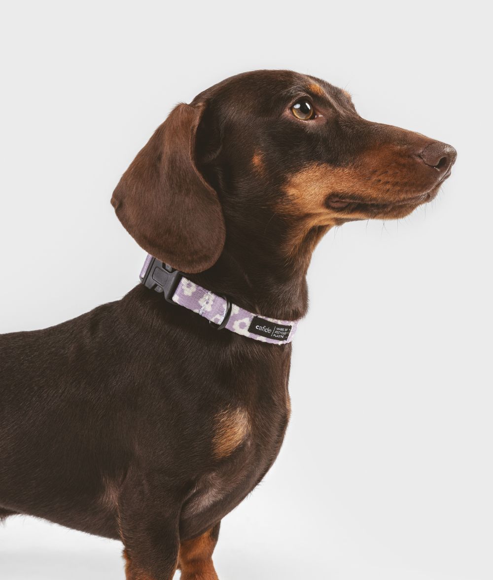 cafide-walk-juno-hundehalsband-violett-verstellbar image 2