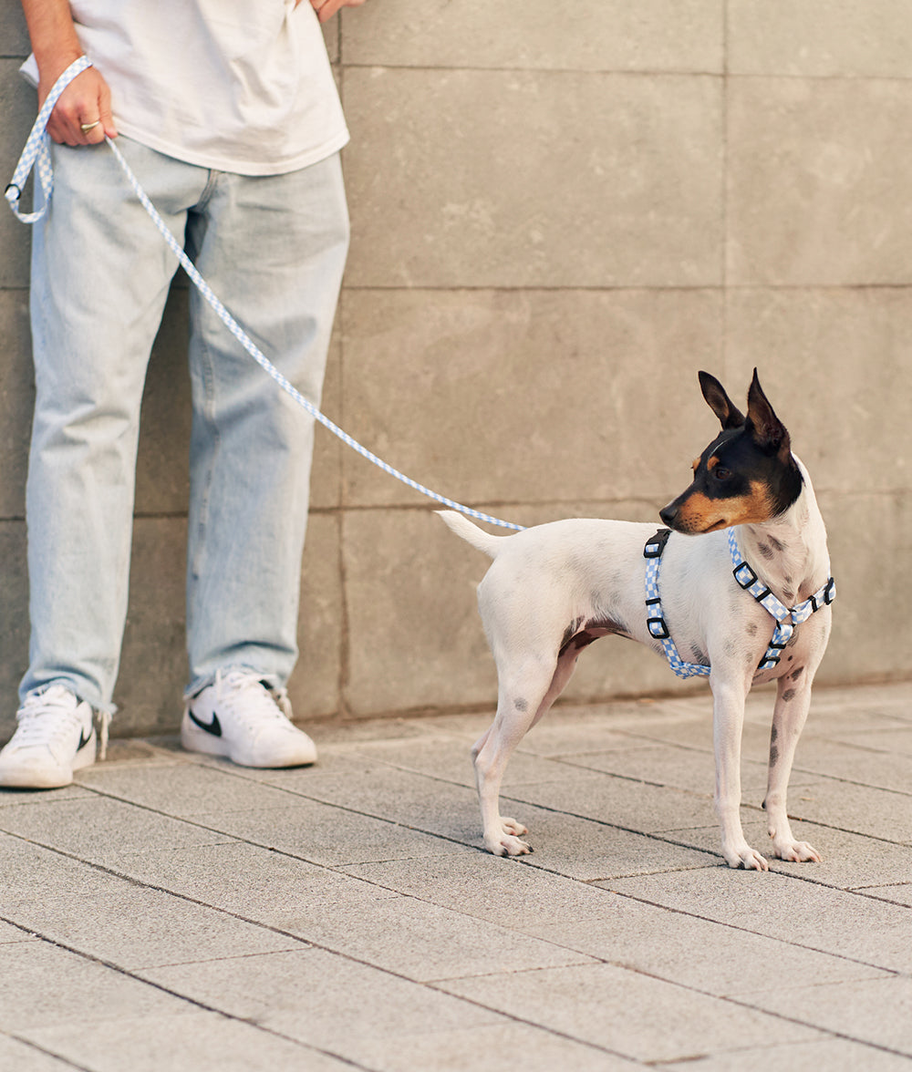 cafide-pets-walk-juno-hundegeschirr-blau-vichy-recycelt image 6