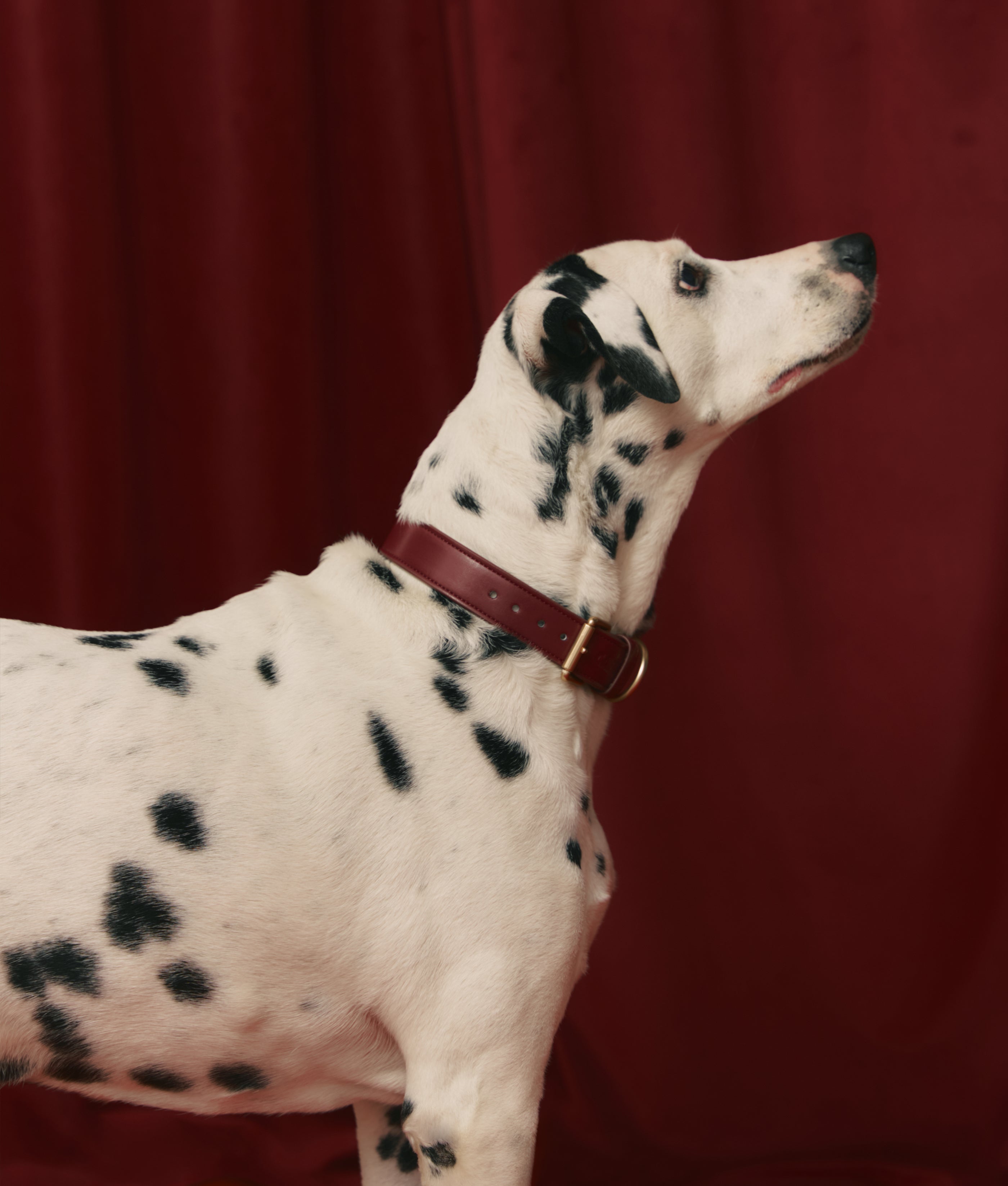 cafide-jala-hundehalsband-bordeaux-m-veganes-leder image 2