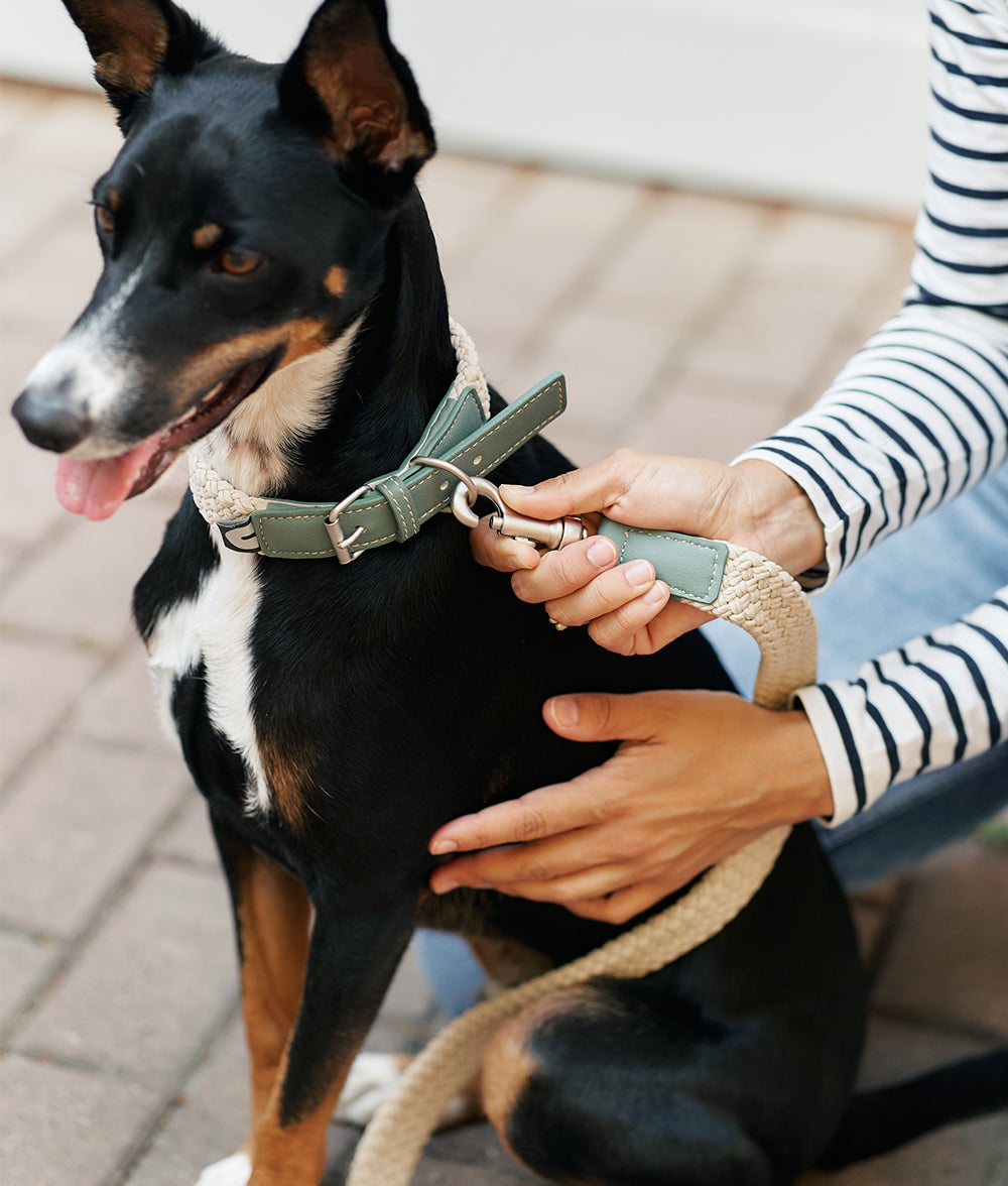 cafide-pets-corda-hundehalsband-vegan-leder-gr-n image 2