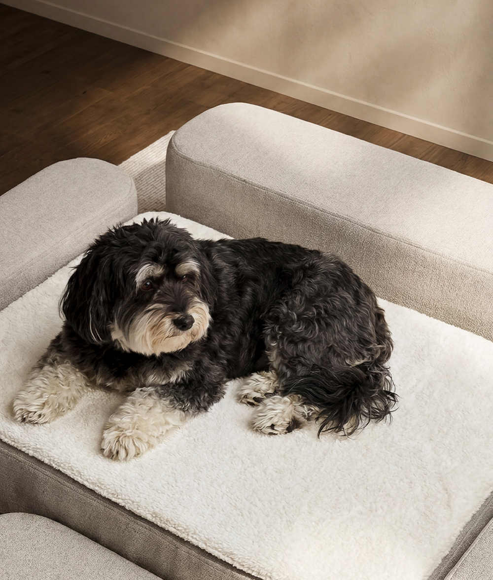 cafide-soma-orthop-dische-r-ckenlehne-hundebett-chenille-st-tzkissen image 2