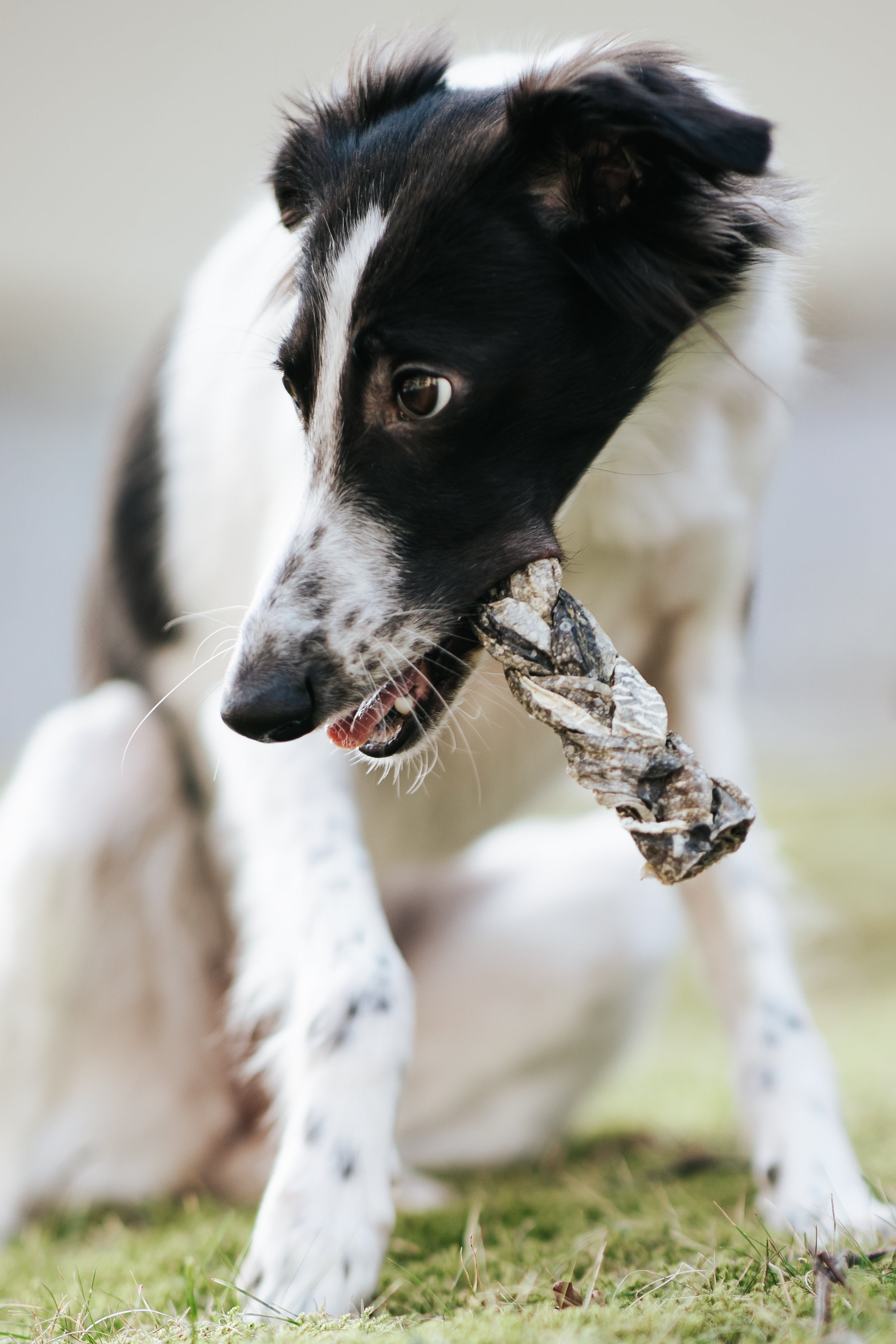 pala-kabeljauhaut-zopf-hundesnack-80-g-fettarm-proteinreich image 3