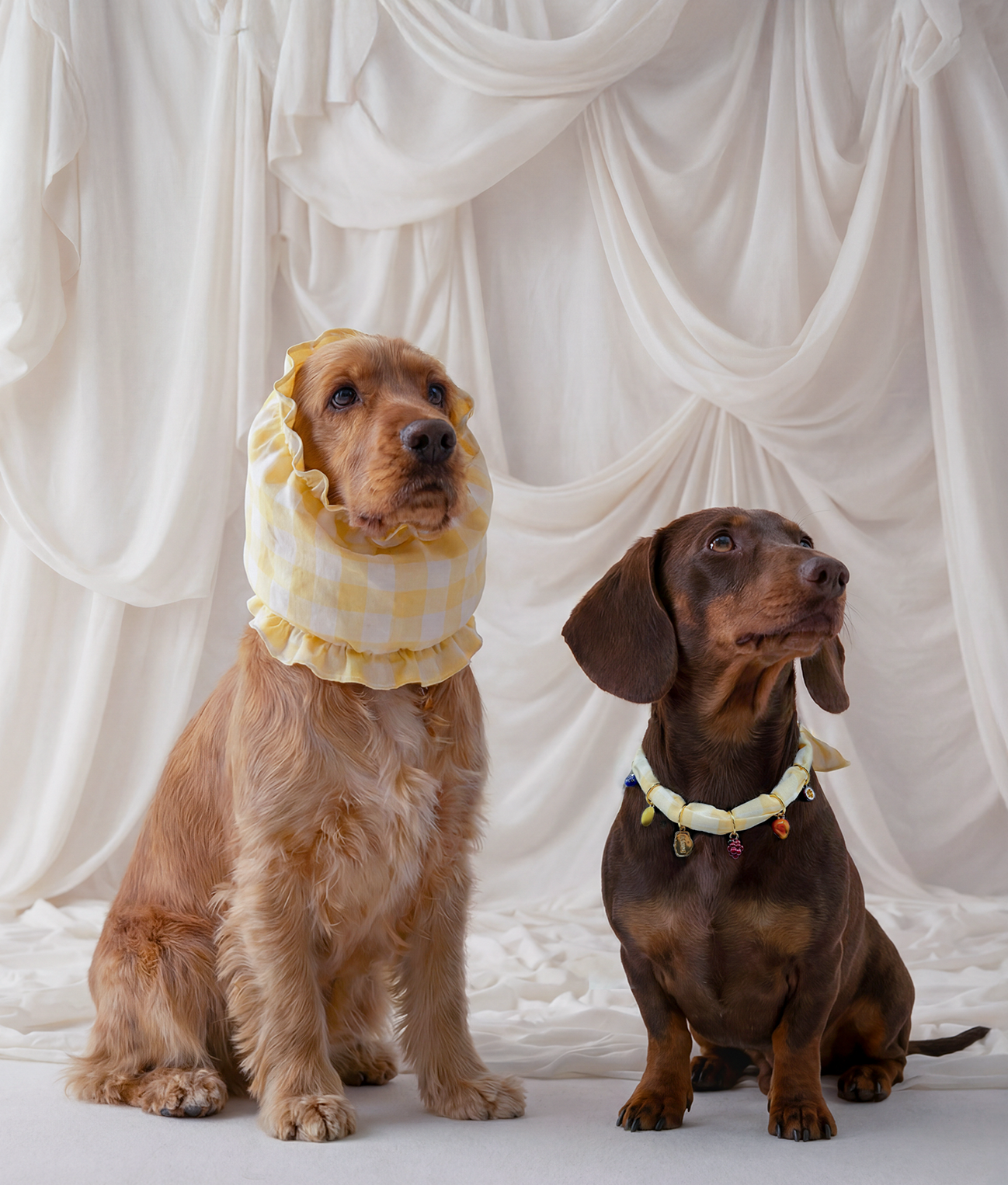 cafide-olga-hundesnood-gelb-vichy-gr-e-m-f-r-langohren image 2