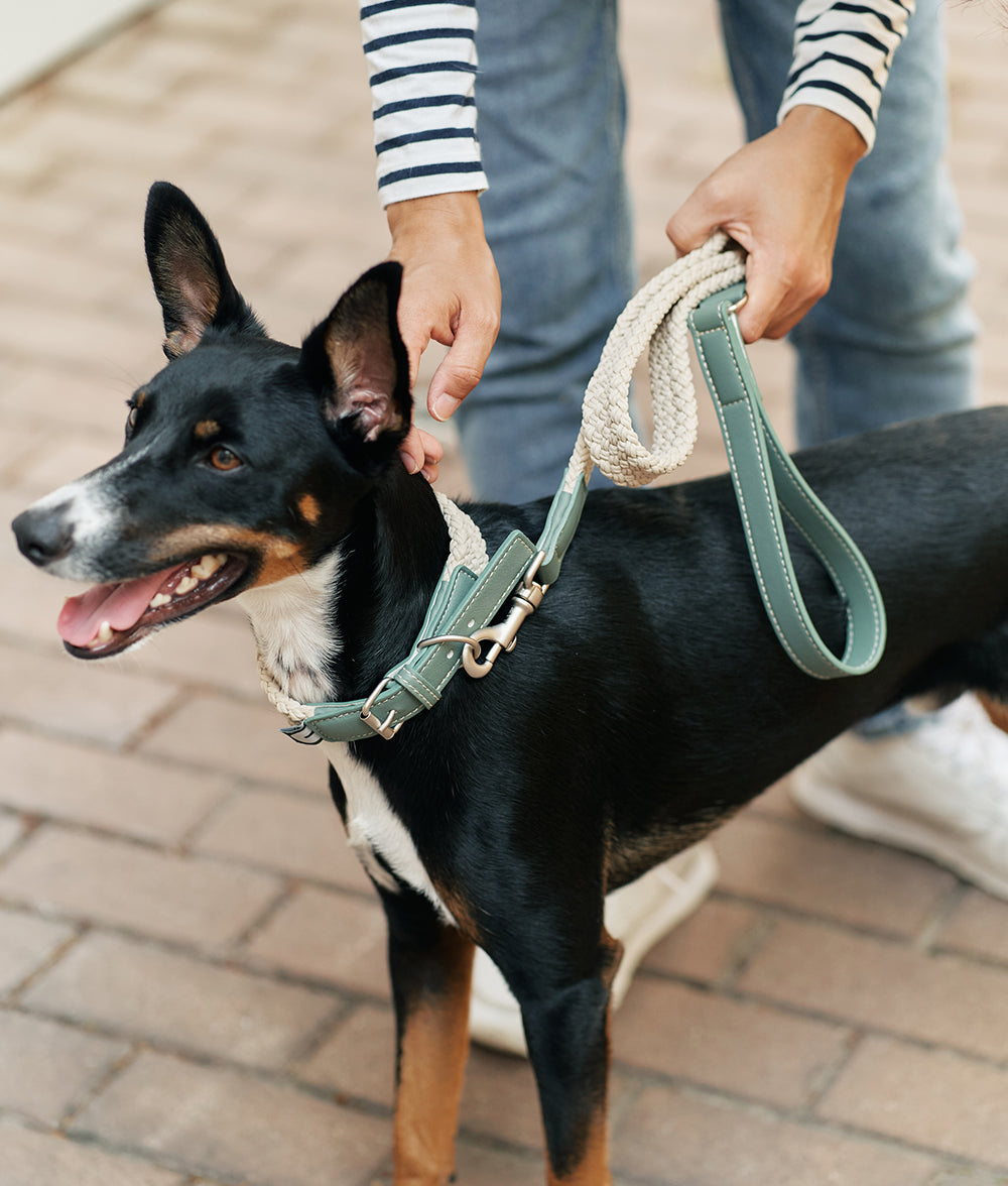 cafide-pets-corda-hundehalsband-vegan-leder-gr-n image 6
