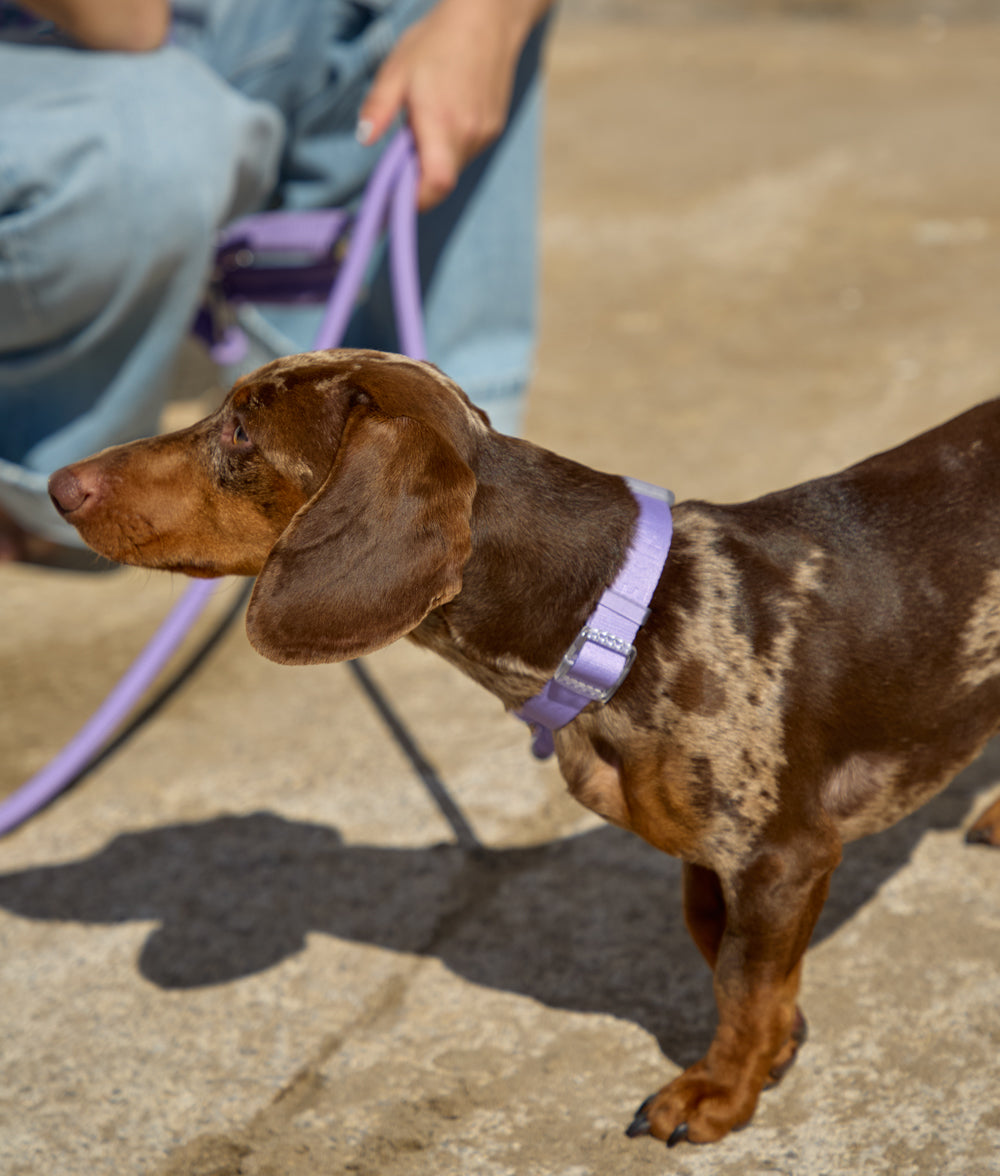 cafide-walk-ona-hundehalsband-violett-xs-verstellbar image 3