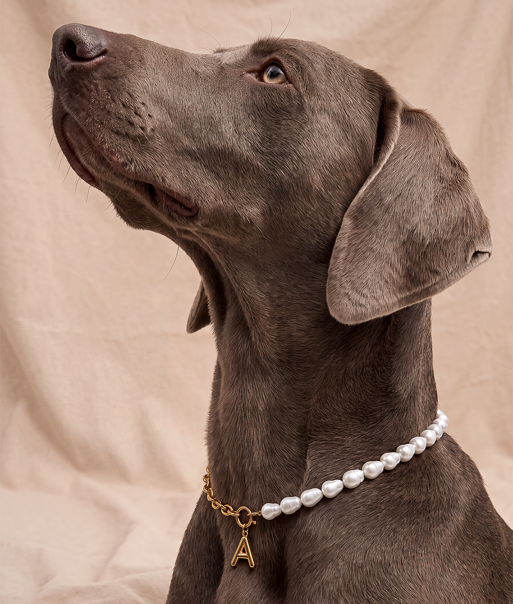 cafide-pets-jewelry-sira-hundehalsband-gold-perlen-buchstabe image 2