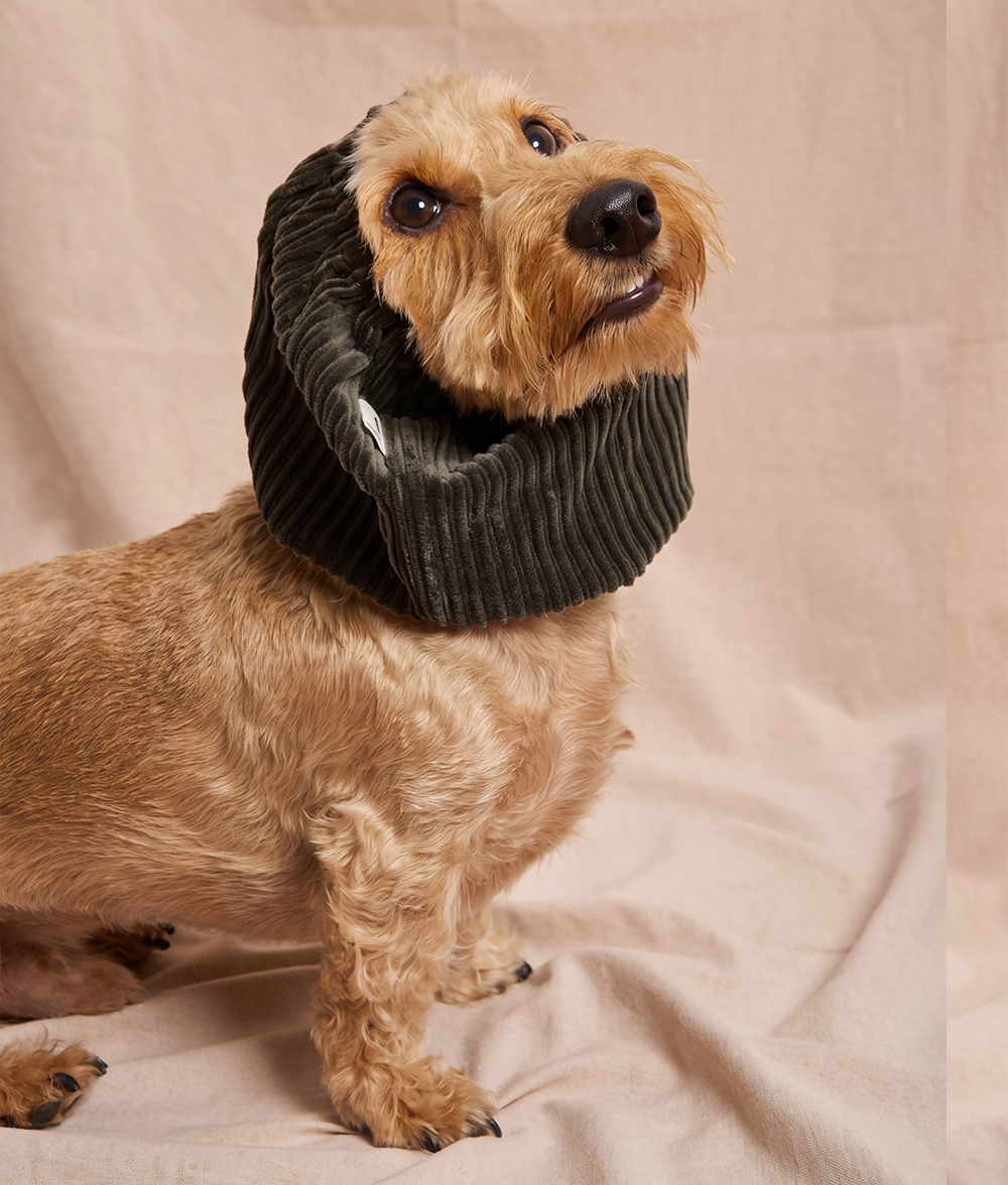 cafide-pets-olga-snood-gr-n-cord-hundeschal-ohren image 2