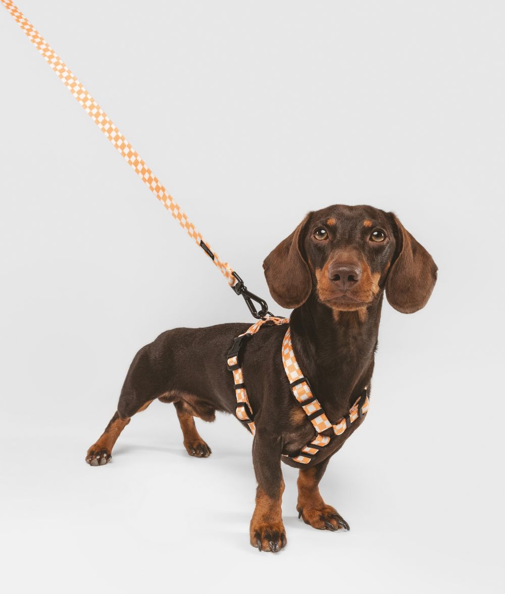 cafide-pets-walk-juno-hundegeschirr-pfirsich-orange-aus-recycling-pet image 2
