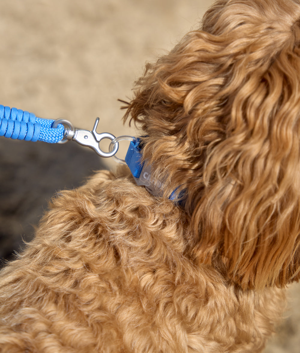cafide-ona-hundehalsband-blau-m-verstellbar-leicht image 3