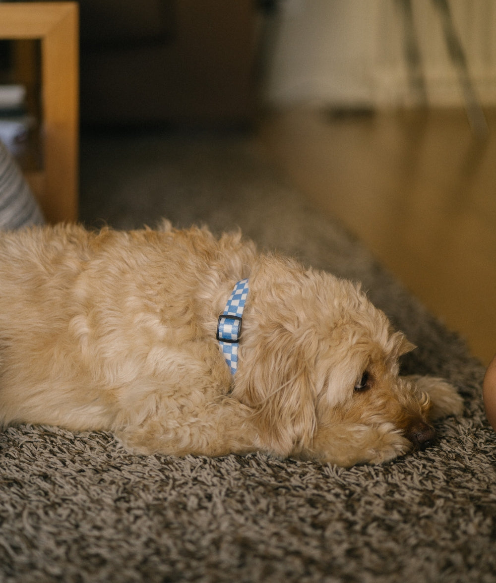 cafide-pets-walk-juno-hundehalsband-vichy-blau-gr-m image 4