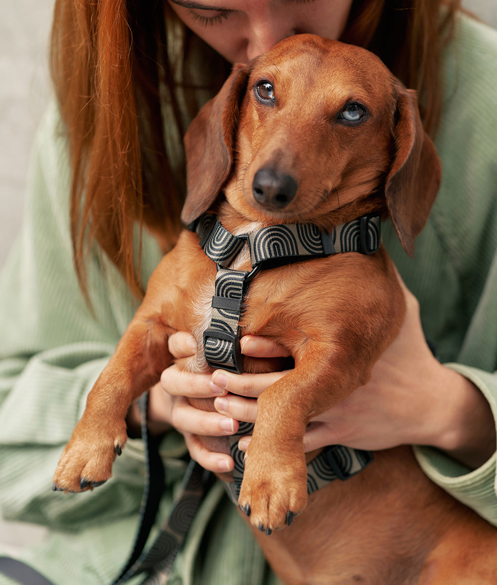 cafide-walk-juno-hundegeschirr-gr-n-japan-design image 5